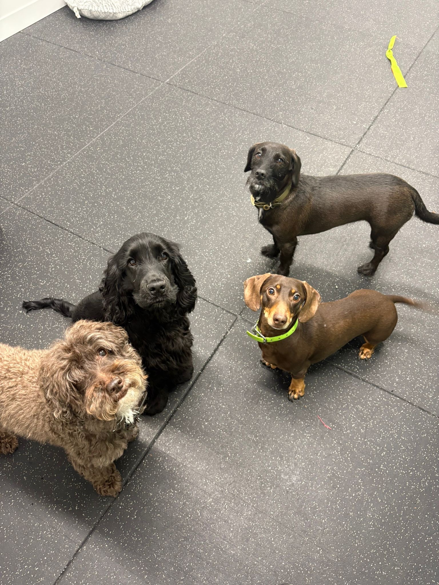 Luxury Dog Day Care Retreat in St Ives, Cambridgeshire