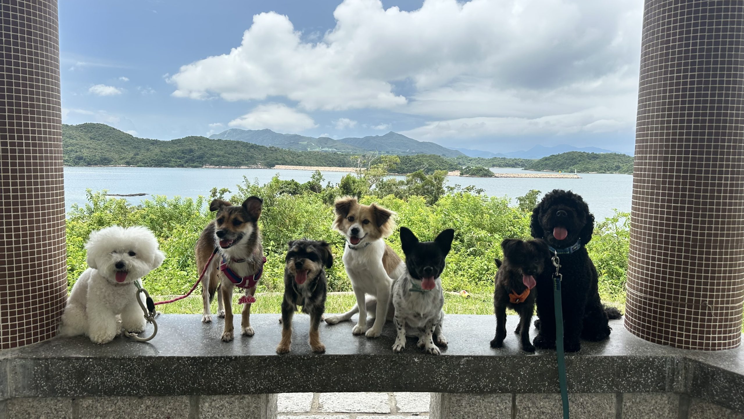 FDM Academy Student opens The Dog Club, Hong Kong
